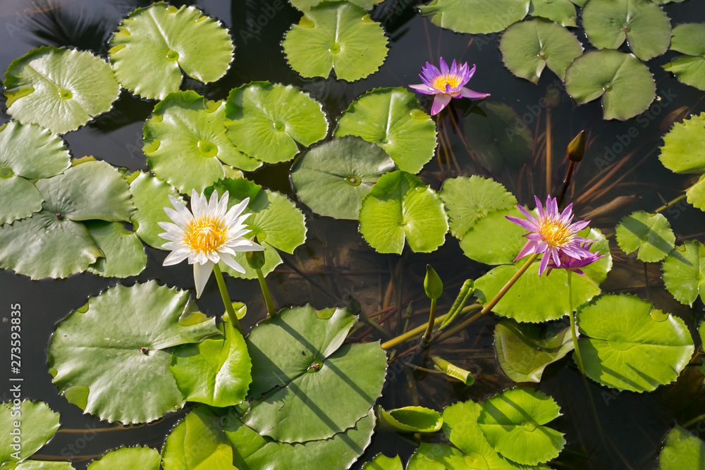 Beautiful waterlily or lotus flower Beautiful waterlily or lotus flower