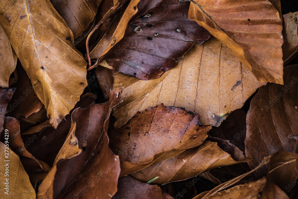 Wet dry leaves on the ground, autumn background concept Wet dry leaves on the ground, autumn background concept