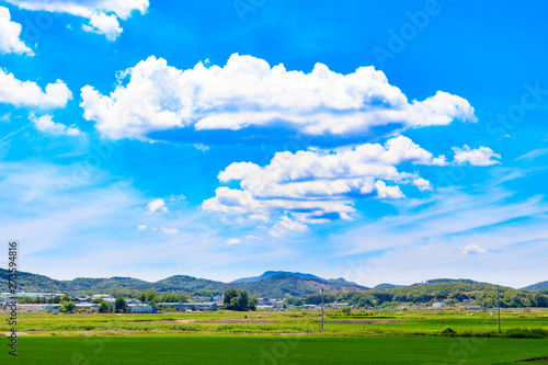 Korean traditional rice farming. Korean rice farming scenery. Rice field and the sky in, Gimpo-si, Gyeonggi-do,Republic of Korea.