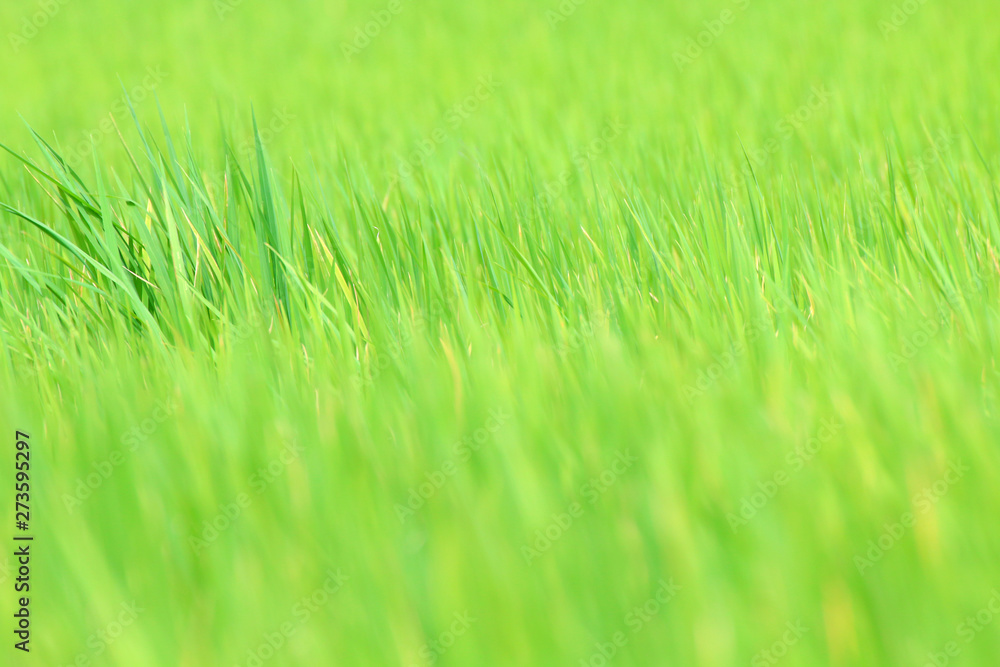 blurred rice field green for background nature, image background of rice field, blur of rice leaves green for background, rice natural blurred rice field green for background nature, image background of rice field, blur of rice leaves green for background, rice natural