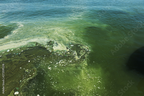 Dirty wave with old dirty algae. Dirty seaweed sea surf lines in seaport. Dirty sea, environmental problem of environmental pollution. Algae in sea wave. Toxic decaying algae. Ecological catastrophy
