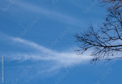 A dry branch isolated against a cold blue sky concept cold winter image with copy space