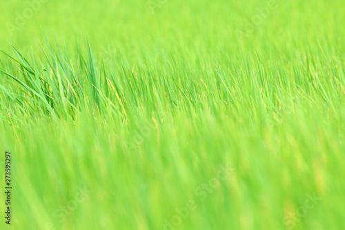 blurred rice field green for background nature  image background of rice field  blur of rice leaves green for background  rice natural