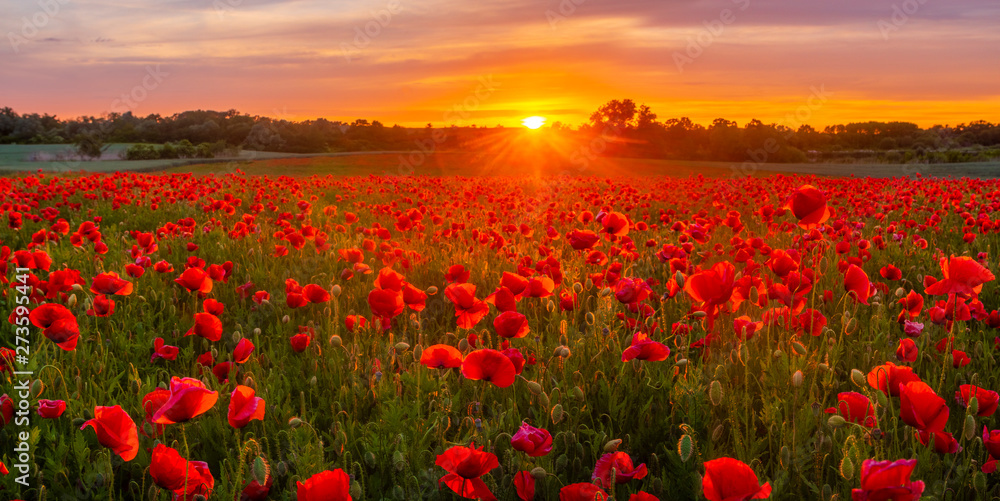 sunset over a meadow of blooming red poppies-panorama - obrazy, fototapety, plakaty 