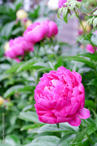 Blooming pink peony. Closeup of beautiful pink Peonie flower.