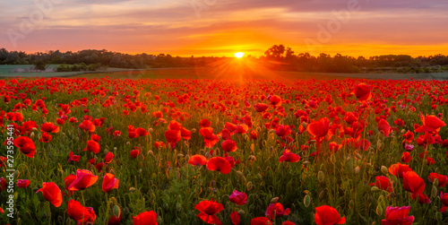 sunset over a meadow of blooming red poppies-panorama