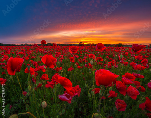 panorama of a field of red poppies against the background of the evening sky © Mike Mareen