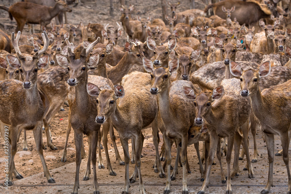 Herds of deer are standing in the natural forest. Herds of deer are standing in the natural forest.