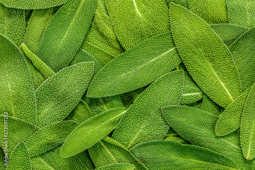 Obraz na plátně close up a herb sage leaf abstract texture background