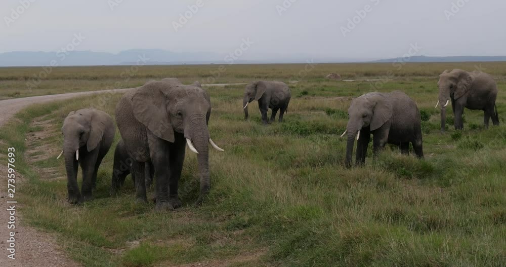 Herd of Elephants Roaming in Amboseli National Park Herd of Elephants Roaming in Amboseli National Park