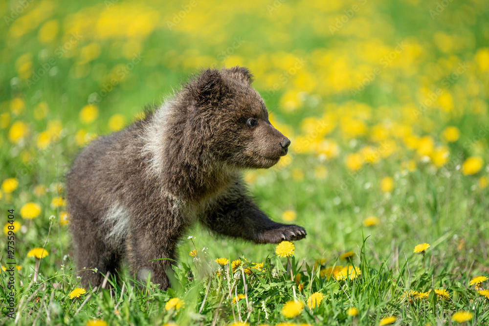 Fototapeta premium Brown bear cub playing on the summer field