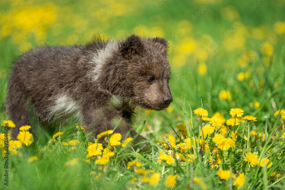 Fototapeta premium Brown bear cub playing on the summer field