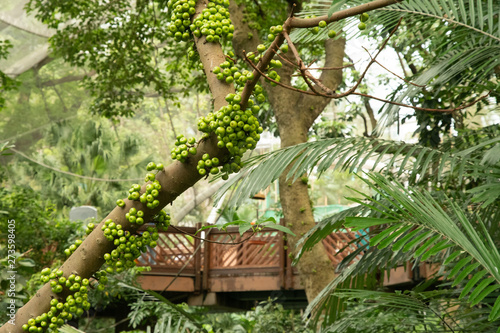 Photography Hongkong Park mit Feigenbaum