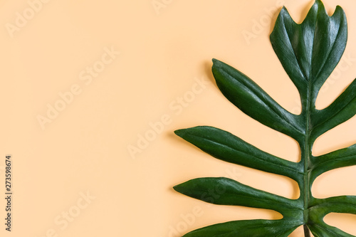Tropical leaf on color background  Top view