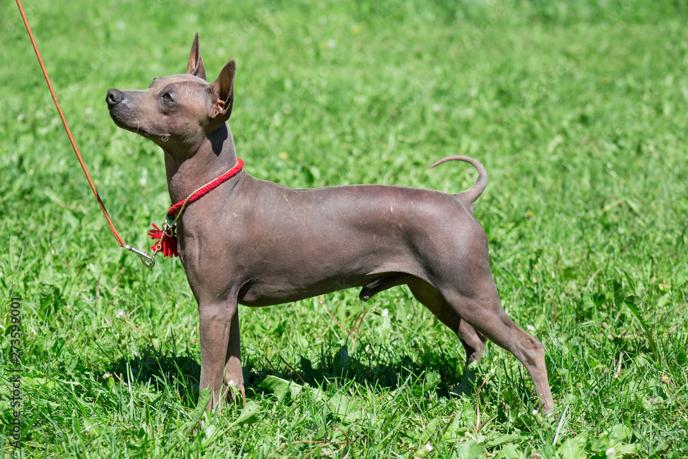 American hairless terrier puppy is standing on a green meadow.