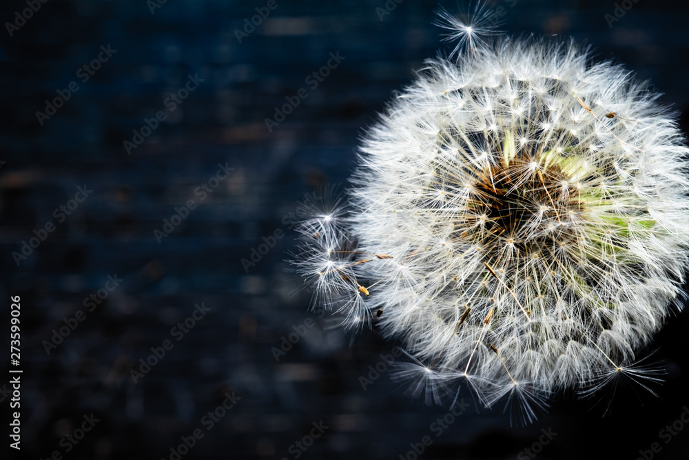 Fototapeta premium dandelion on a dark background