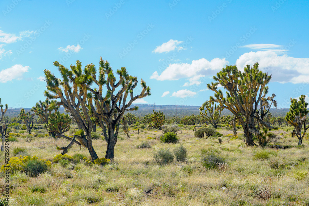 Joshua Tree National Park. American desert national park in southeastern California. Yucca brevifolia (Joshua Tree) is a plant species belonging to the genus Yucca. Joshua Tree National Park. American desert national park in southeastern California. Yucca brevifolia (Joshua Tree) is a plant species belonging to the genus Yucca.