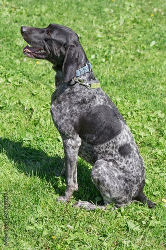 Norwegian half-breed is sitting on green meadow. Norwegian sports mestizo. Cross-breed pointer, kurzhaar and greyhound.