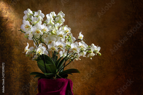 White orchid flowers over dark background.