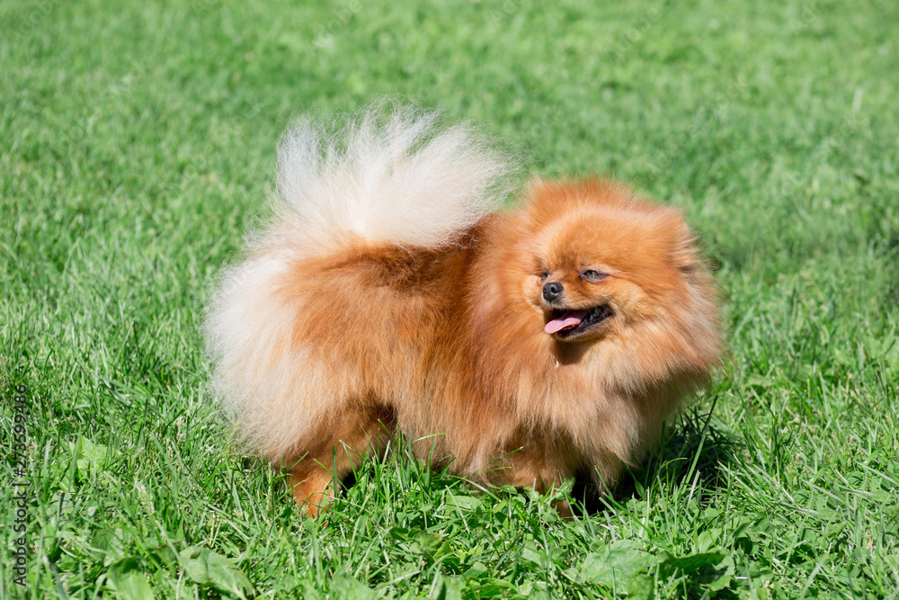 Cute pomeranian spitz puppy is standing on a spring meadow. Deutscher spitz or zwergspitz. Cute pomeranian spitz puppy is standing on a spring meadow. Deutscher spitz or zwergspitz.