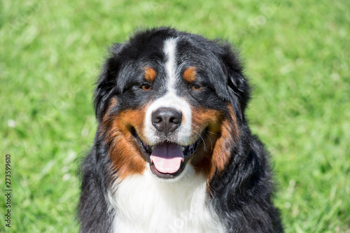 Cute bernese mountain dog puppy is sitting on green grass with lolling tongue. Berner sennenhund or bernese cattle dog.