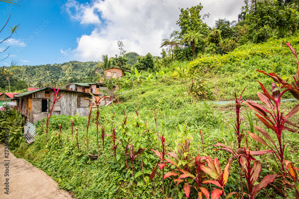 Countryside and green nature with wooden building of the locals in the background. Dominica,  Caribbean.