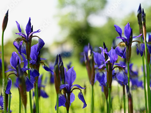 Fototapeta Naklejka Na Ścianę i Meble -  Blue iris flower and green stem.