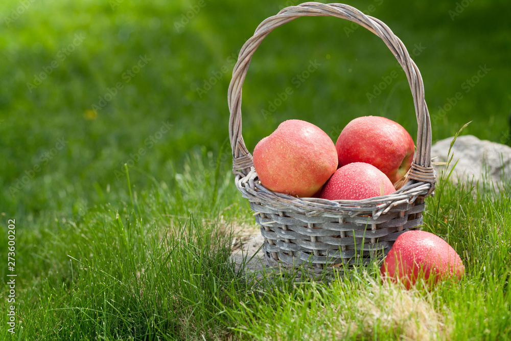 Fresh garden green and red apples in basket Fresh garden green and red apples in basket