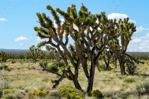 Joshua Tree National Park. American desert national park in southeastern California. Yucca brevifolia (Joshua Tree) is a plant species belonging to the genus Yucca.