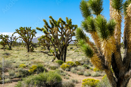 Fototapeta Naklejka Na Ścianę i Meble -  Joshua Tree National Park. American desert national park in southeastern California. Yucca brevifolia (Joshua Tree) is a plant species belonging to the genus Yucca.
