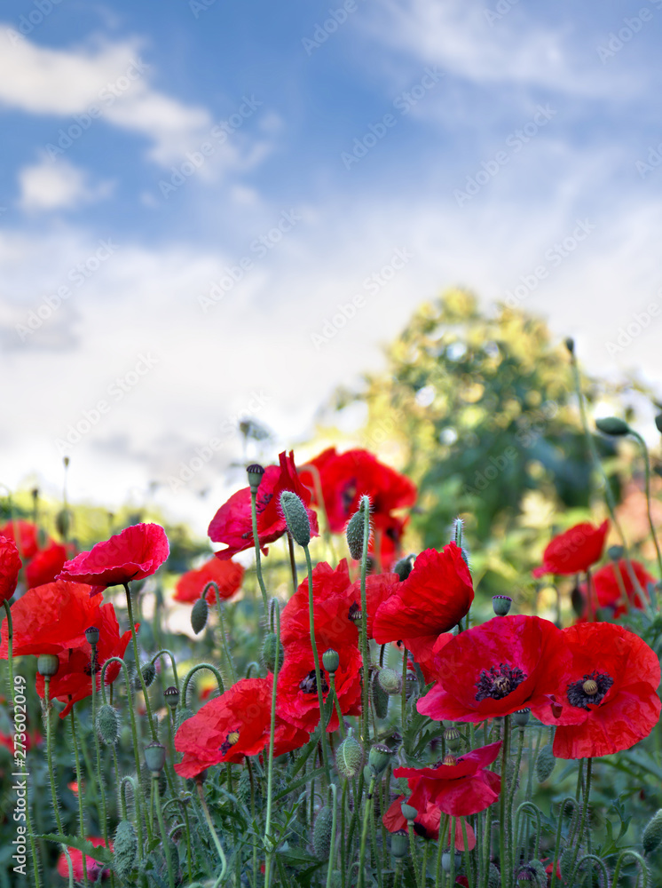 Flowers red poppies ( Papaver rhoeas, corn poppy, corn rose, field poppy, red weed, coquelicot ) on a background sky with clouds Flowers red poppies ( Papaver rhoeas, corn poppy, corn rose, field poppy, red weed, coquelicot ) on a background sky with clouds