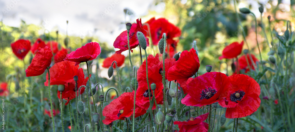 Flowers red poppies ( Papaver rhoeas, corn poppy, corn rose, field poppy, red weed, coquelicot ) - obrazy, fototapety, plakaty 
