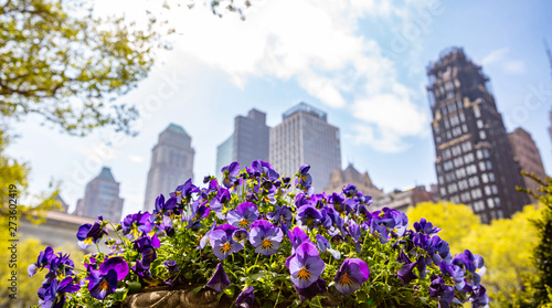 New York, Manhattan. High buildings and purple pansies against blue sky background, sunny day in spring