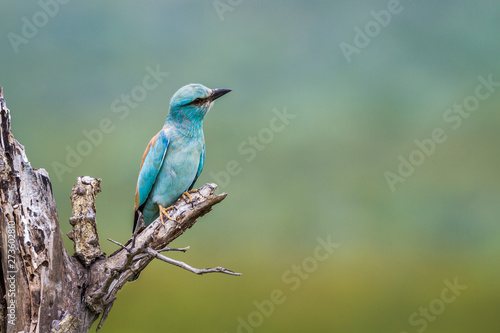 European Roller isolated in blur background in Kruger National park, South Africa ; Specie Coracias garrulus family of Coraciidae