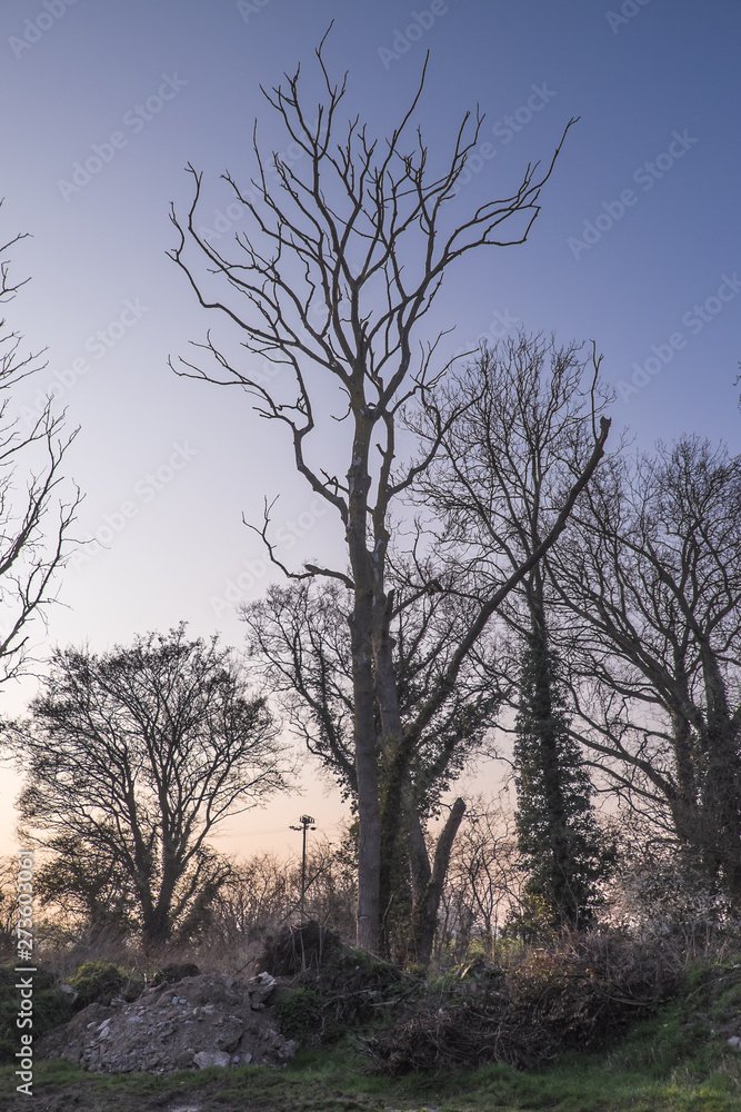 Huge tree without leaves in winter, view from below, blue, cold sky. Huge tree without leaves in winter, view from below, blue, cold sky.