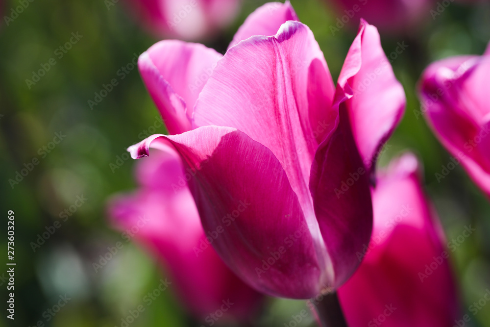 Beautiful bouquet of tulips nature background.