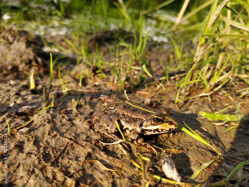 Beautiful little frog. Frog lives in the lake. Beautiful little frog. Frog lives in the lake.