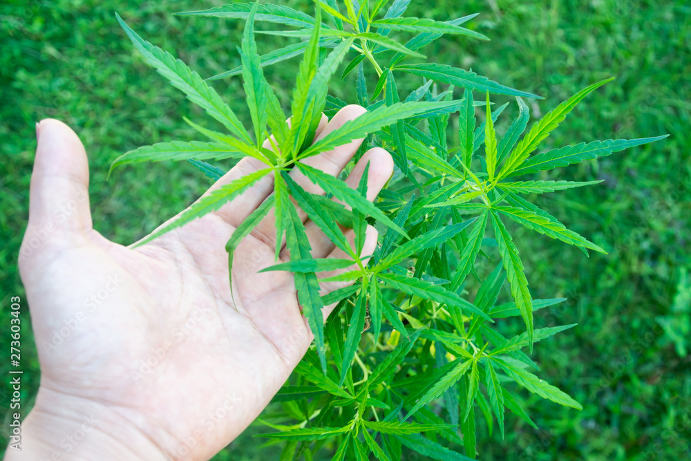 Hand holding young cannabis hemp leaf with green grass background Hand holding young cannabis hemp leaf with green grass background