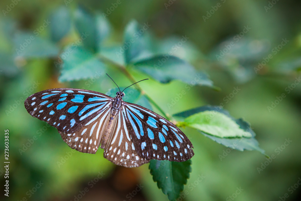 butterfly in the garden