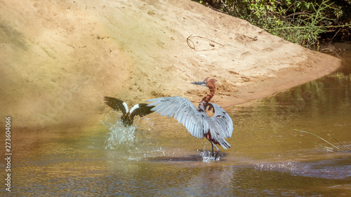 Goliath heron chassing one egyptian goose in Kruger National park, South Africa ; Specie Ardea goliath family of Ardeidae photo