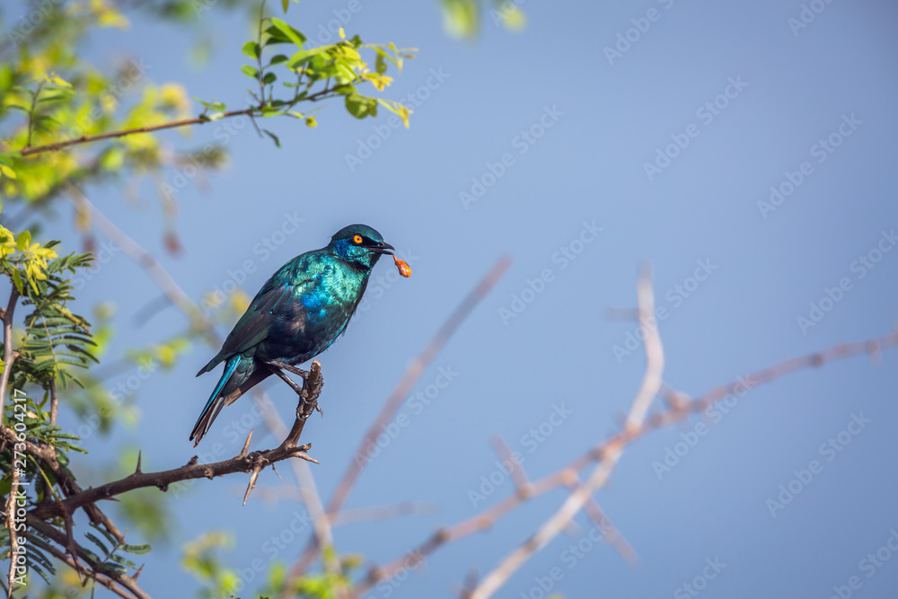 Obraz premium Greater Blue-eared Glossy Starling regurgitating in Kruger National park, South Africa ; Specie Lamprotornis chalybaeus family of Sturnidae