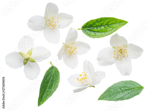 Photography Blooming jasmine branch isolated on white.
