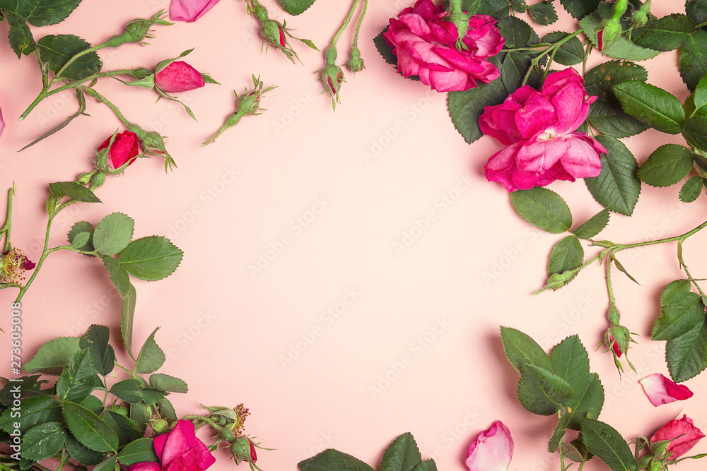 Frame of garden roses on a pink background.