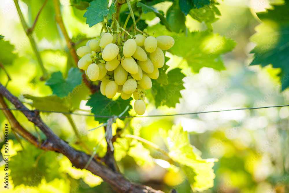 Ripe juicy white grapes on vine in the garden Ripe juicy white grapes on vine in the garden