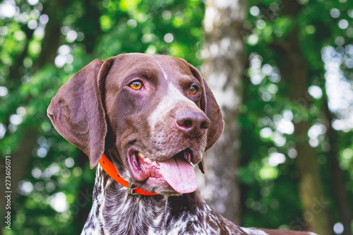 Obraz na plátně Dog breed  german shorthaired pointer with a lovely gaze , portrait of a dog clo