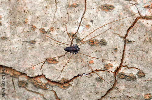 Opilione with very long legs