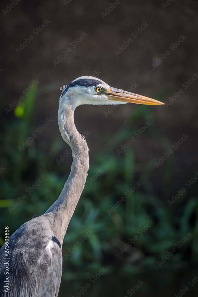 Grey Heron portrait in Kruger National park, South Africa ; specie Ardea cinerea family of Ardeidae Grey Heron portrait in Kruger National park, South Africa ; specie Ardea cinerea family of Ardeidae
