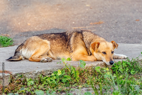 A brown little dog lays on the sidewalk among the greenery_ © Volodymyr