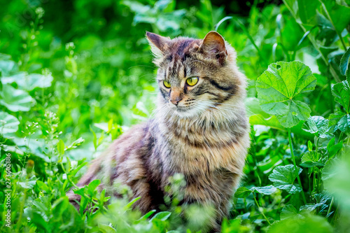 Photography A fluffy striped cat sits on the grass and looks aside_