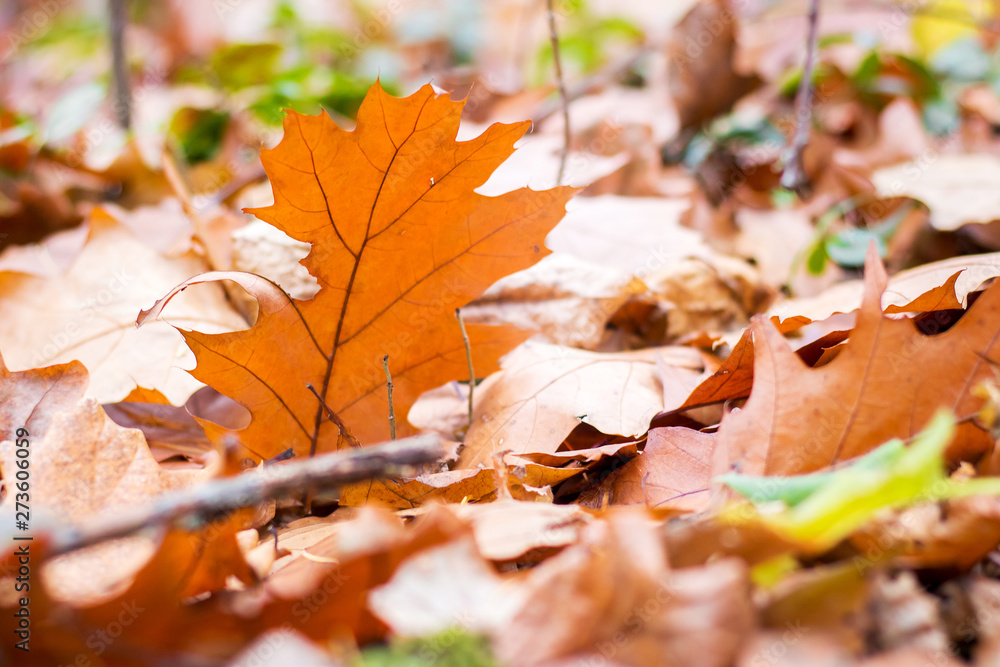 Orange dry maple leaves on the ground in sunny weather_ Orange dry maple leaves on the ground in sunny weather_